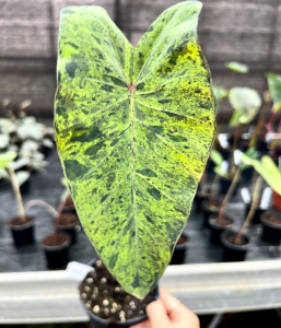 Colocasia esculenta Mojito - M