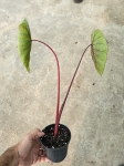 Colocasia esculenta Hawaiian Punch