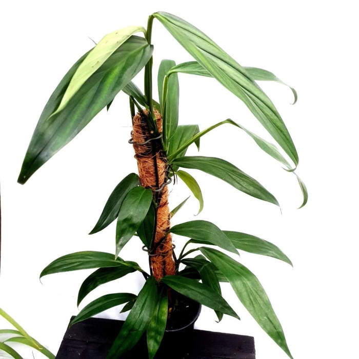 Epipremnum amplissimum XXL