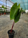 Colocasia esculenta Hawaiian Punch