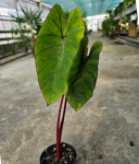 Colocasia esculenta Hawaiian Punch