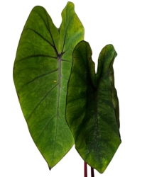 Colocasia esculenta Hawaiian Punch - M