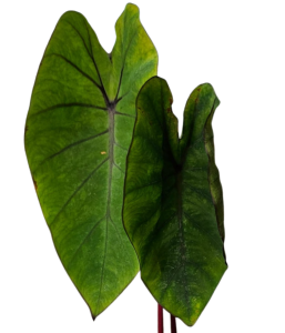 Colocasia esculenta Hawaiian Punch - M