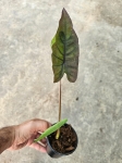 Colocasia esculenta Kona Coffee