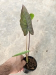 Colocasia esculenta Kona Coffee