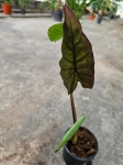Colocasia esculenta Kona Coffee