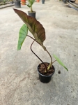 Colocasia esculenta Kona Coffee