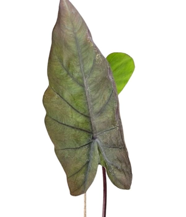 Colocasia esculenta Kona Coffee