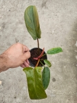 Philodendron Florida Bronze - M