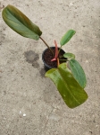 Philodendron Florida Bronze - M