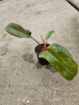 Philodendron Florida Bronze - M