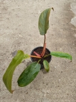 Philodendron Florida Bronze - M
