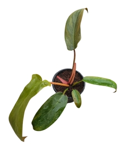 Philodendron Florida Bronze - M