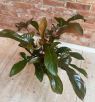 Philodendron Florida Bronze przykładowa dorosła roślina