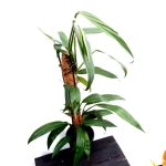 Epipremnum amplissimum XXL