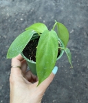 Philodendron Florida - S