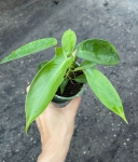Philodendron Florida - S