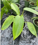 Philodendron Florida - S