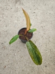 Philodendron Florida Bronze - S