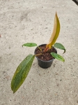 Philodendron Florida Bronze - S