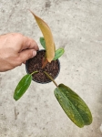 Philodendron Florida Bronze - S