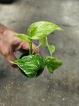 Epipremnum Marble Queen - S