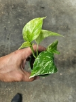 Epipremnum Marble Queen - S