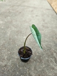 Colocasia 'Black Magic' - M