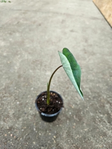 Colocasia 'Black Magic' - M