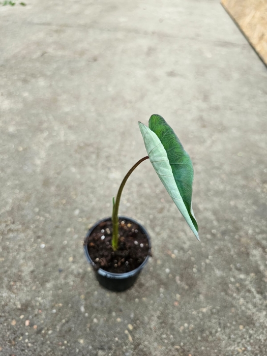 Colocasia 'Black Magic' - M