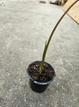 Colocasia 'Black Magic' - M