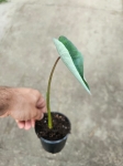 Colocasia 'Black Magic' - M