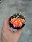 Gymnocalycium mihanovichii Japan variegata