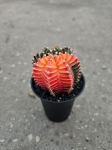 Gymnocalycium mihanovichii Japan variegata