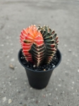 Gymnocalycium mihanovichii Japan variegata