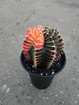 Gymnocalycium mihanovichii Japan variegata