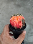 Gymnocalycium mihanovichii Japan variegata