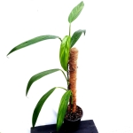 Epipremnum amplissimum XL