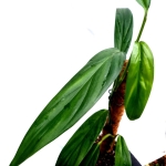 Epipremnum amplissimum XL