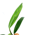 Epipremnum amplissimum XL