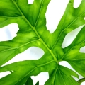 Philodendron warscewiczii