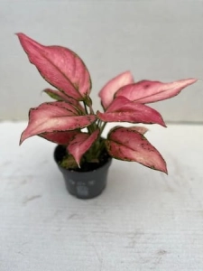 Aglaonema Pink Jilli - M