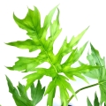 Philodendron warscewiczii
