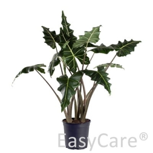 Alocasia Sarian - XL