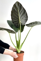 Alocasia Regal Shields - XL