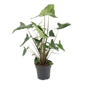 Alocasia zebrina Siberian Tiger - L