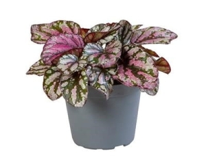 Begonia Rex McLauchlan - S