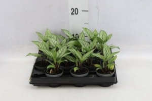 Calathea Vittata - S