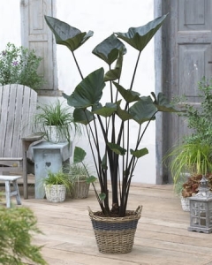 Colocasia esculenta Tea Cup - M