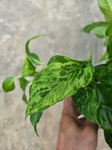 Epipremnum Marble Green / Jungle Star - M